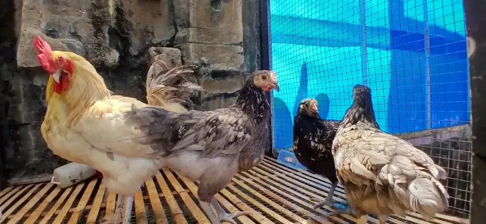 Ayam petelur unggul bp3