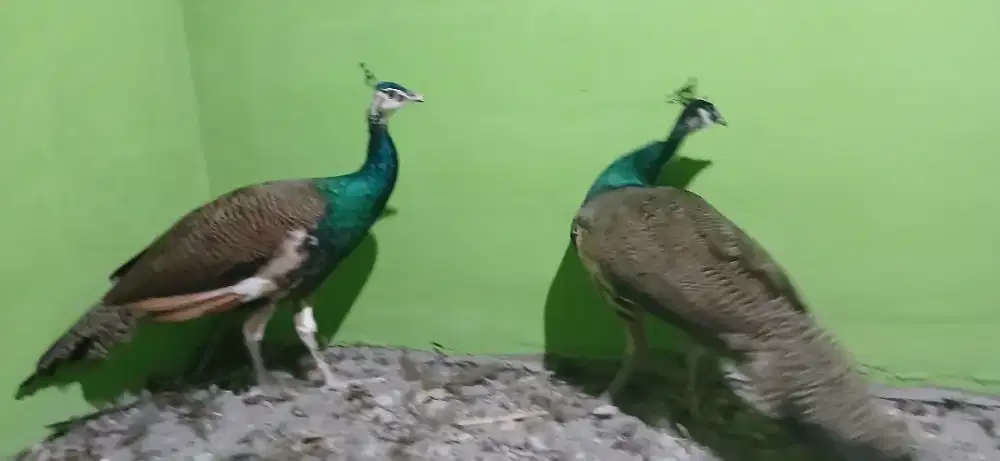 Ayam hias biru india