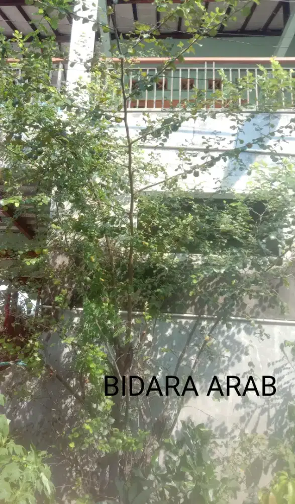 Petikan Segar Daun Bidara Arab Seplastik
