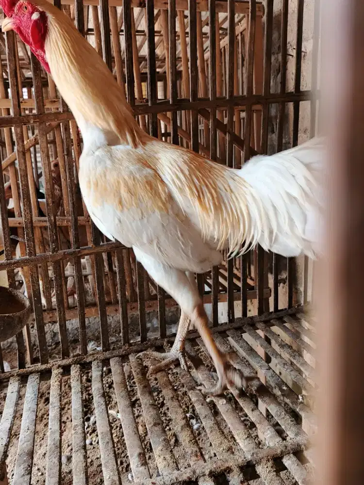 Ayam jago turunan
