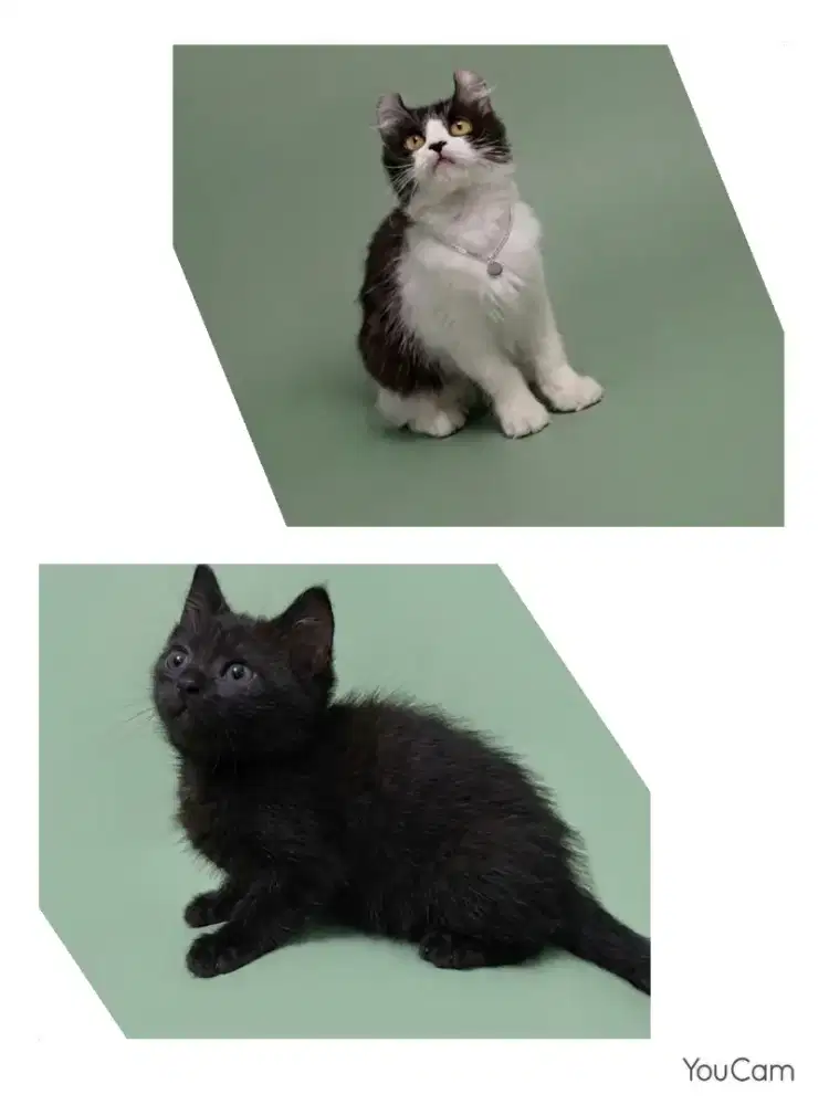 Sepasang BSH dan American Curl