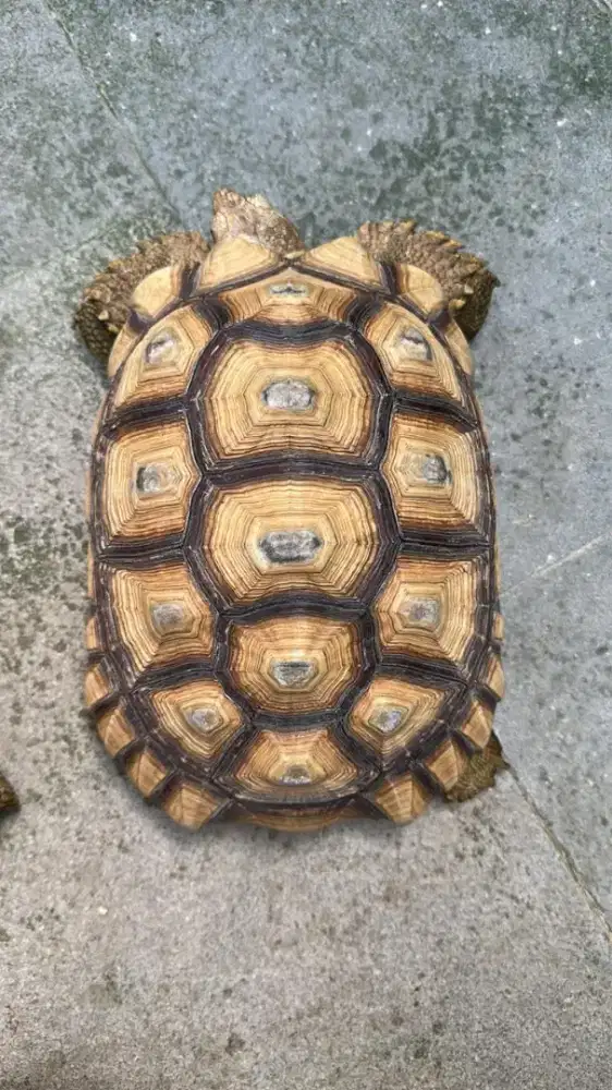 sulcata 30cm prediksi betina