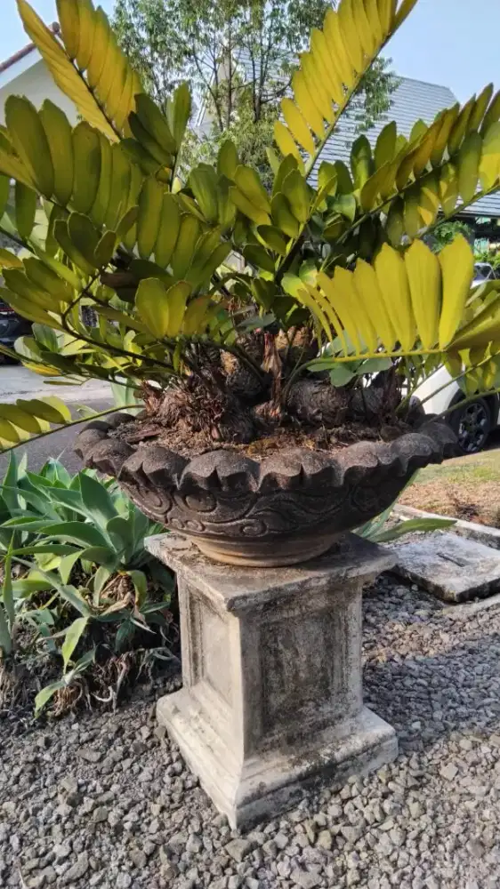 Zamia Furfuracea Bongkol Banyak Kristata Cycad Zamia Cristata
