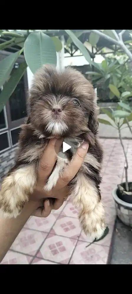 Anakan mix ras kecil