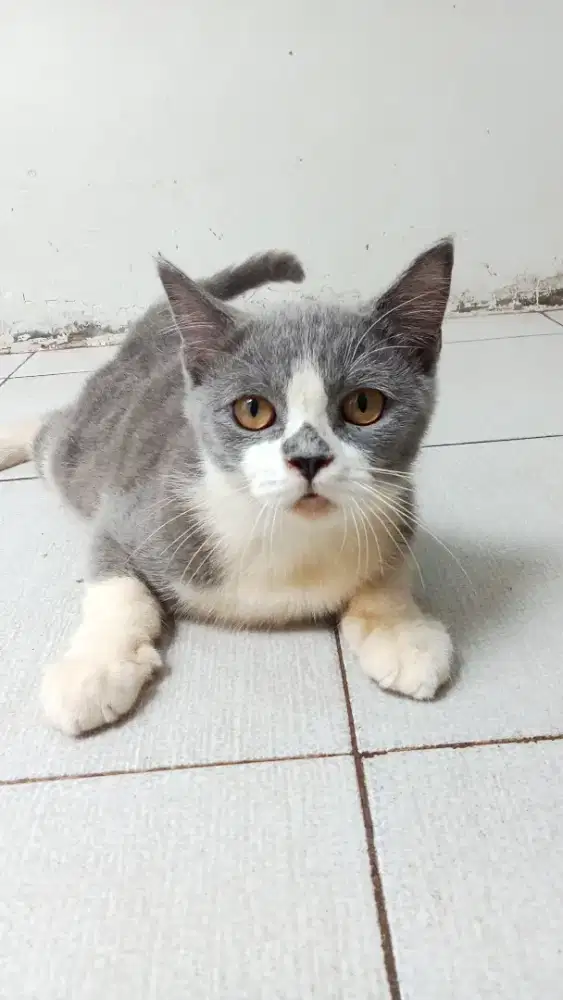 British short hair