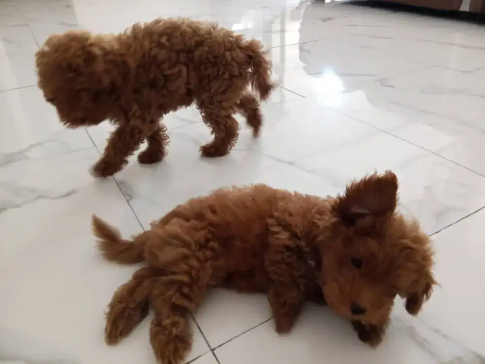 Anak Anjing Poodle Red Toy