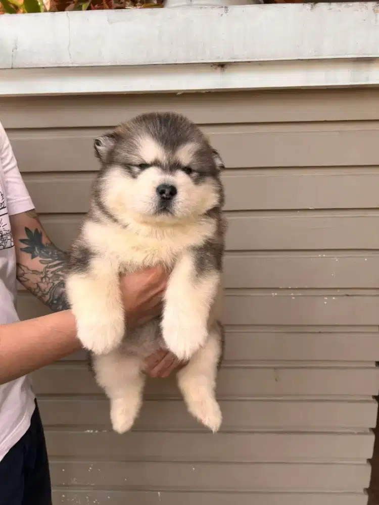 Jual puppy alaskan malamute female
