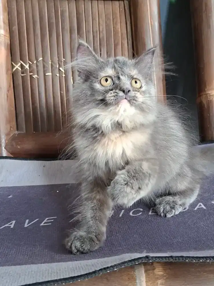 kucing anggora/ kitten persia betina/kucing persia betina