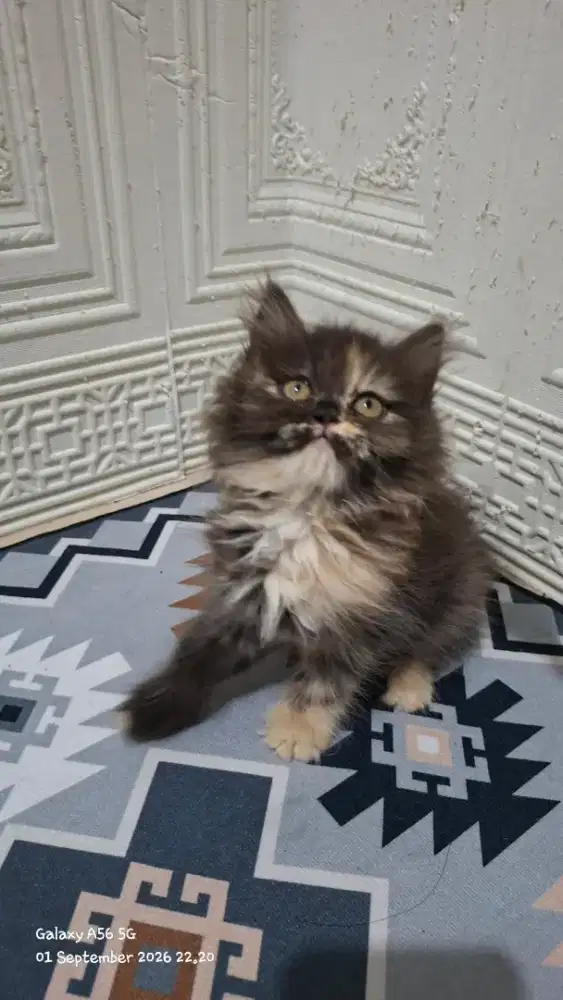 Kucing betina /kitten persia bbetina /kucing   persia