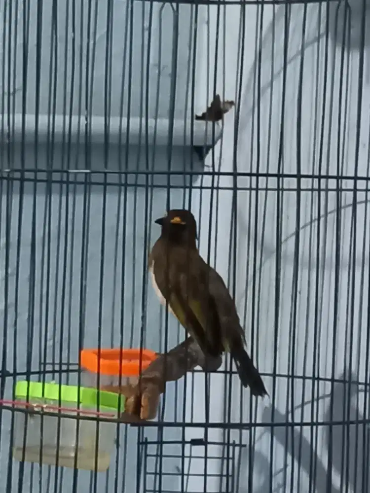 Burung cucak wilis gacor
