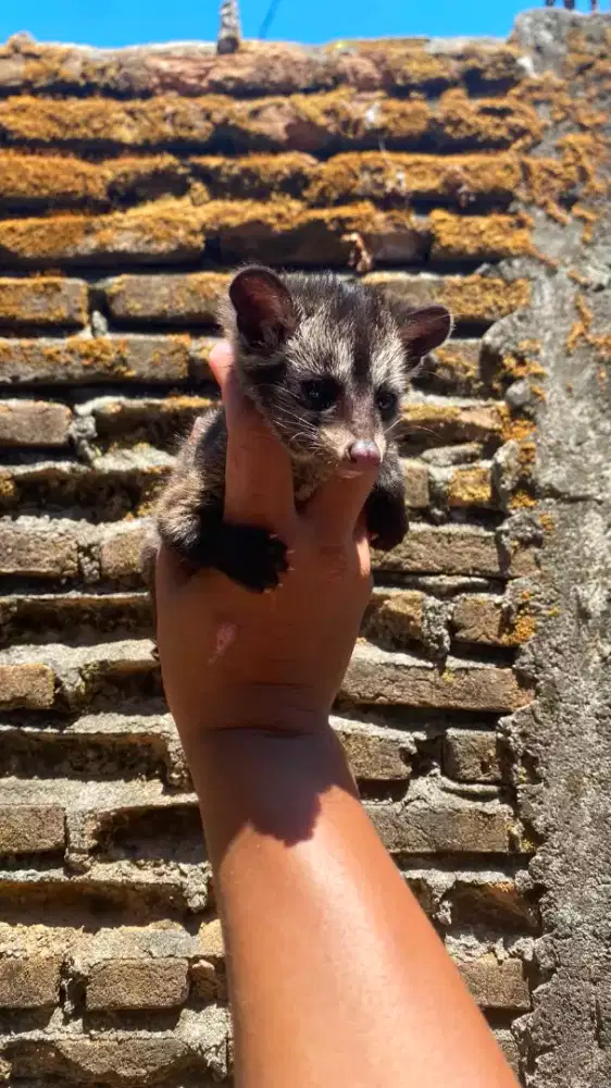 MUSANG PANDAN JANTAN