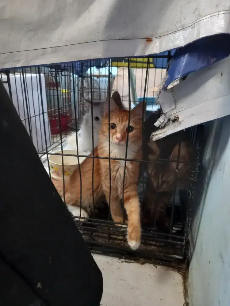 Kucing anggora dan persia