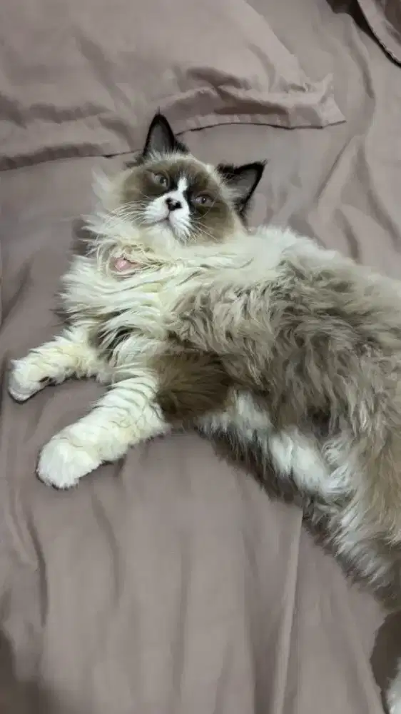 Lepas Adopt Kucing