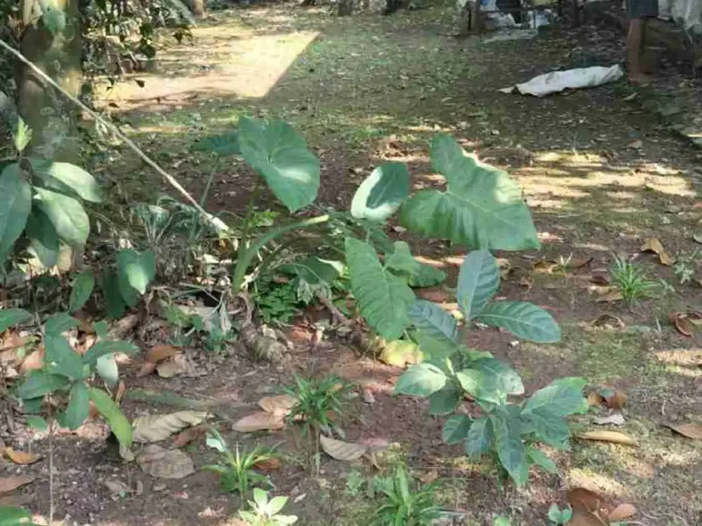 Jual Tanah di Parung Hijau , Tajur Halang , Bogor