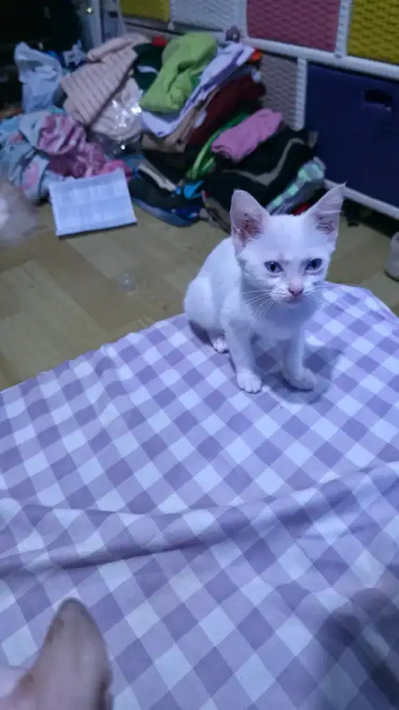 Kucing NS betina