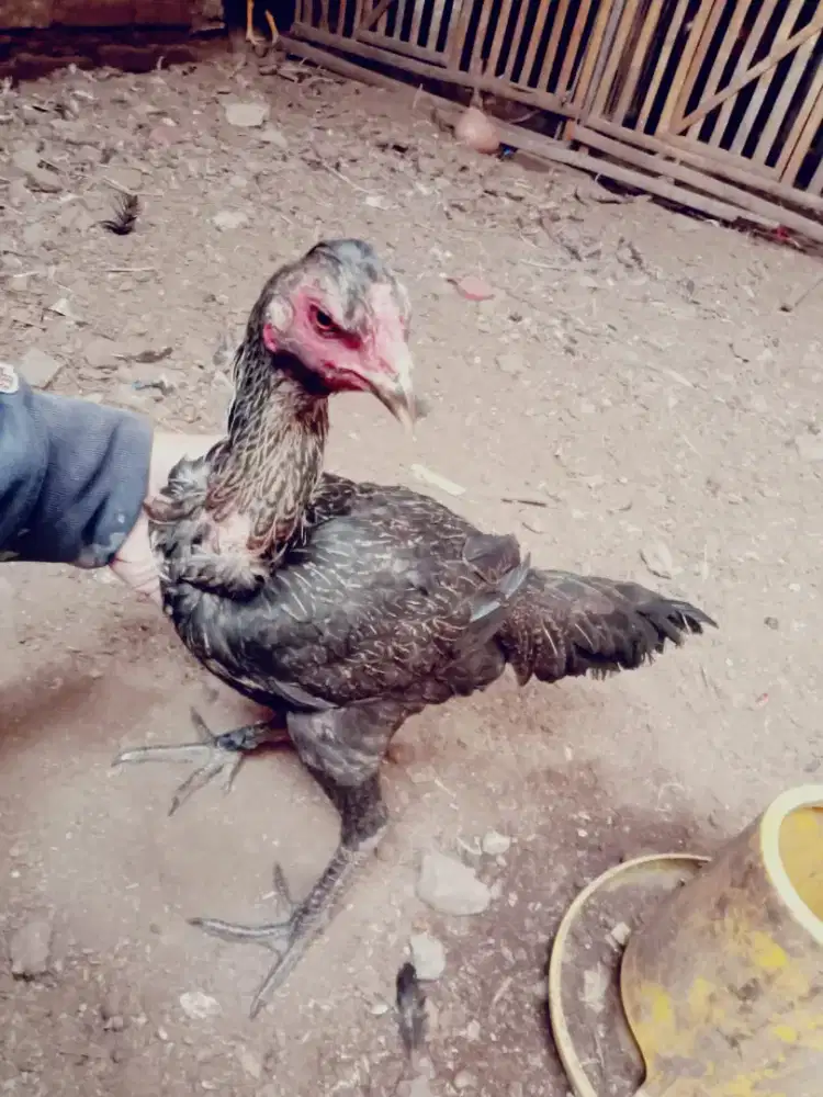 Betina Pama iq  x ghostan line ori murah  Monggo