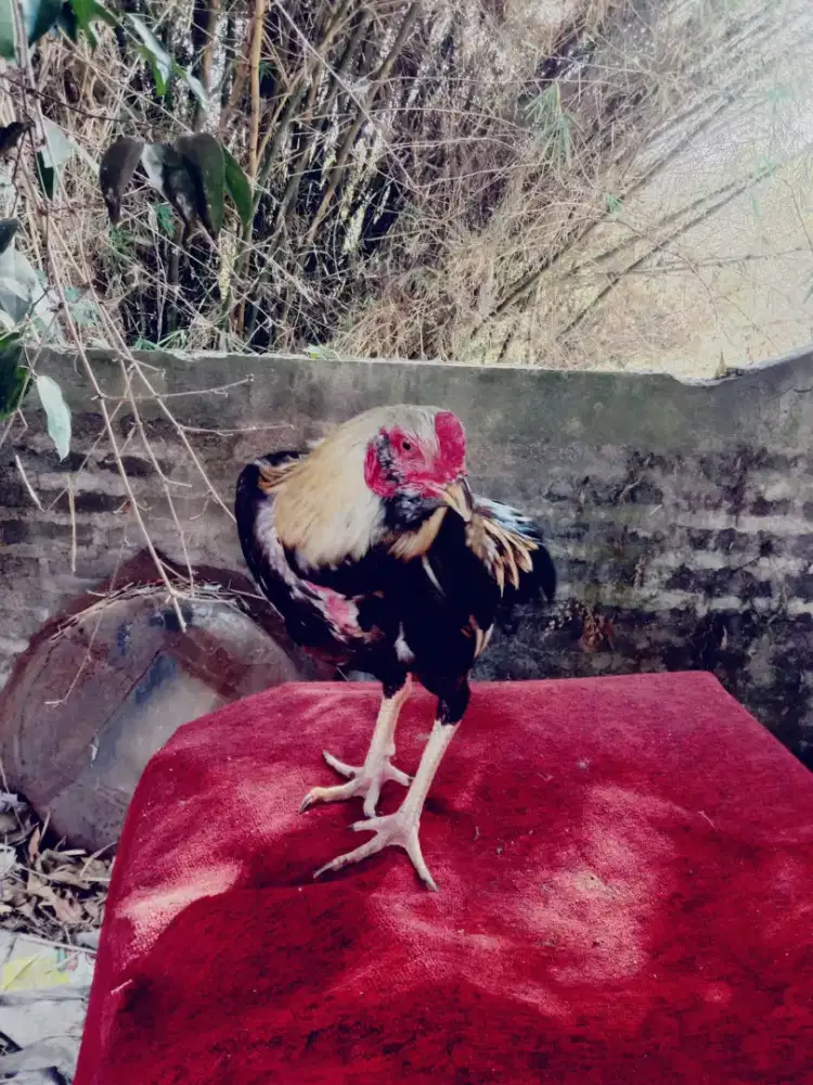 Ayam Pama xpakhoy speed teknik seminbrakot mantap Monggo