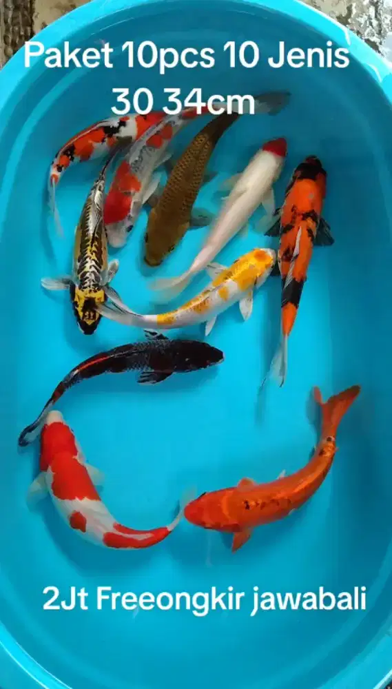 Koi mewah paket 10 ekor 30 34cm