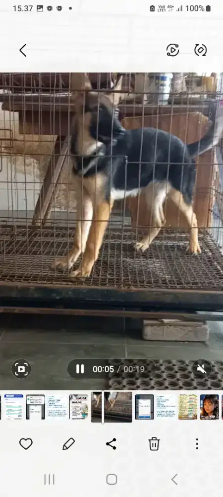 Anakan herder / ajg bersertifikat perkin