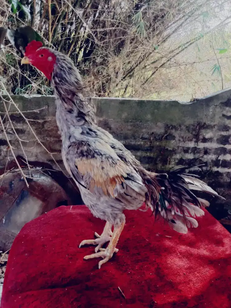 Ayam aseel pakhoy pukul badan Taji jos mantap win 2 x semi bulbi