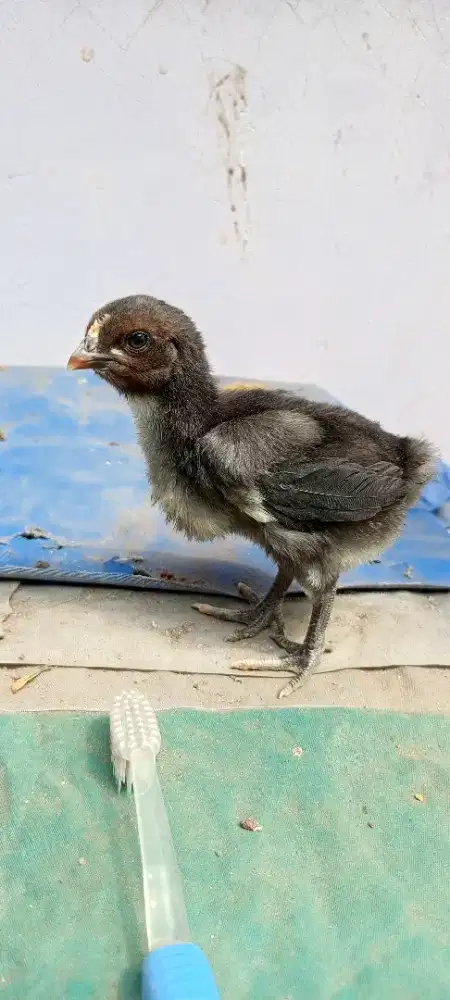 Anakan ayam pelung