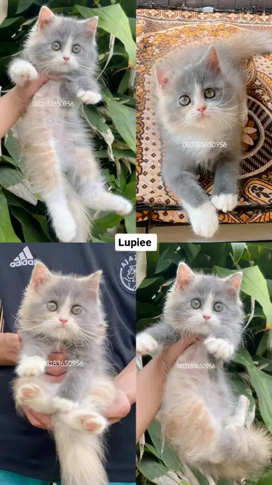 Ready adopt kucing lucu