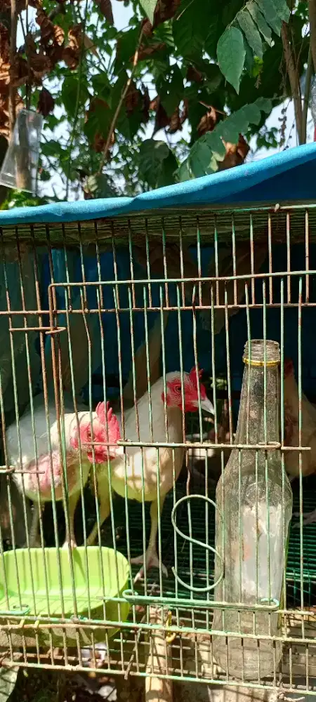 Anak ayam kate putih(remaja)