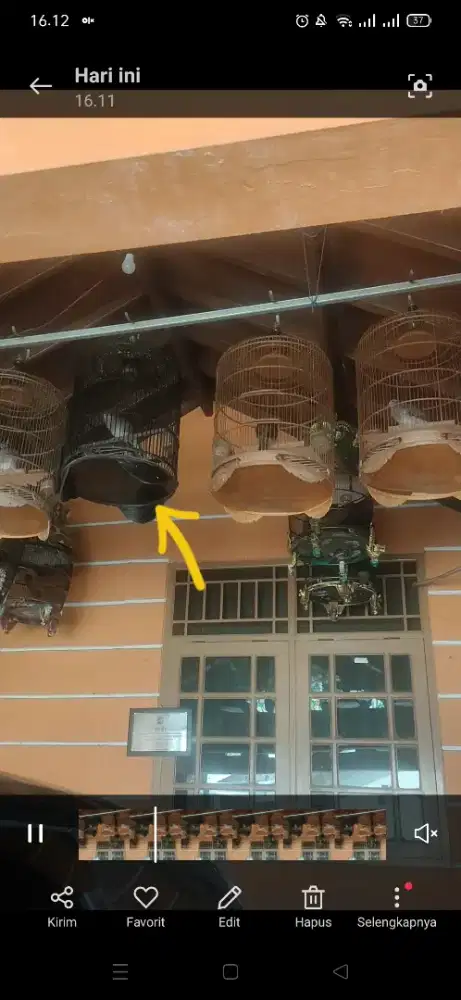 Jual burung perkutut Bangkok