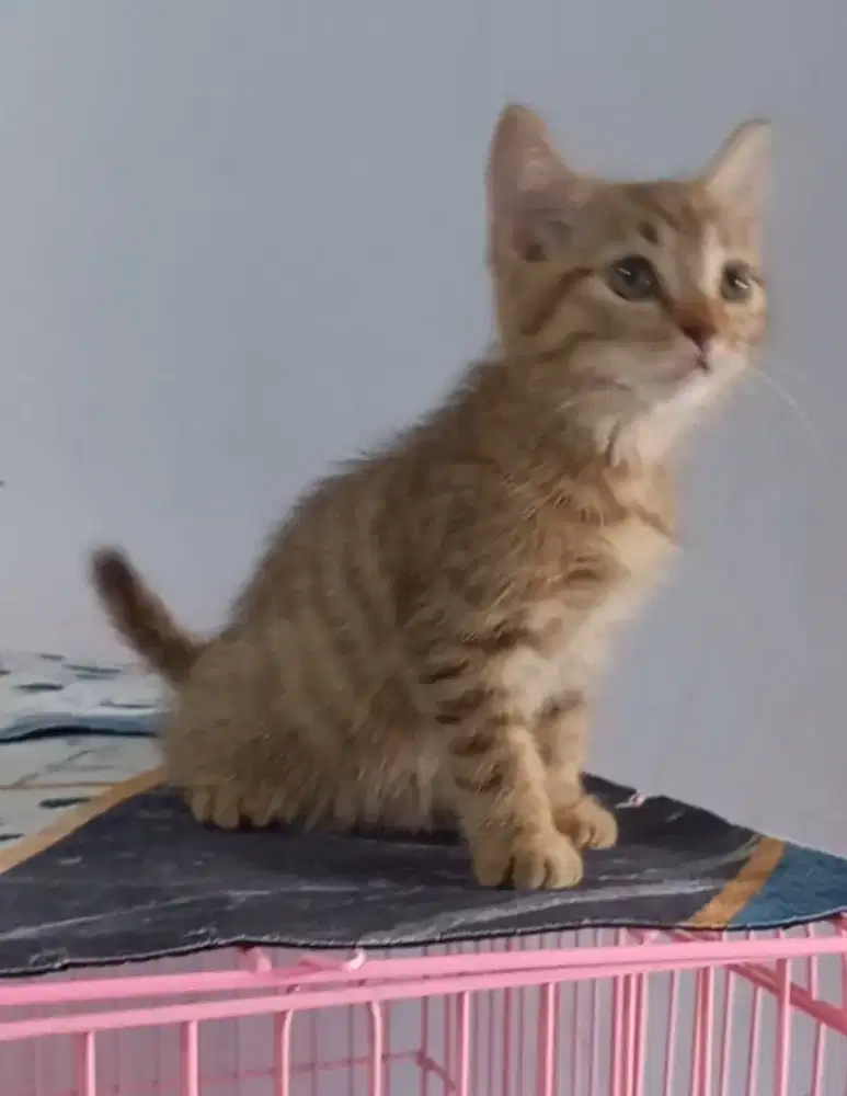 Kucing kitten Betina Munchkin Ns