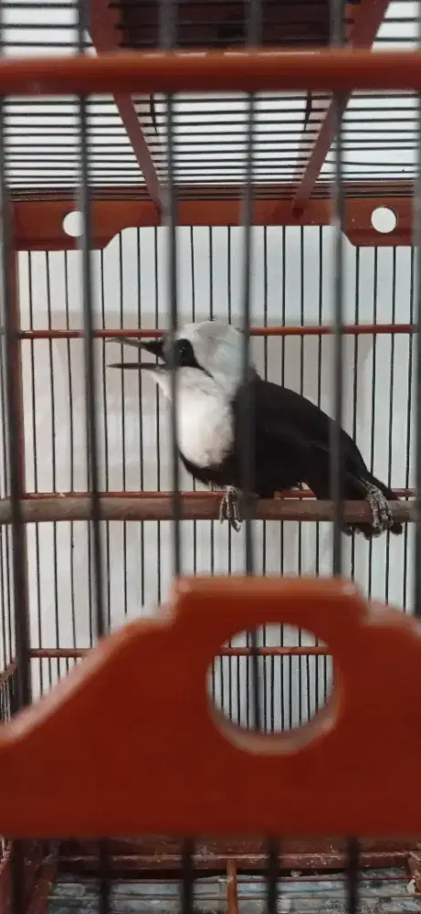 Kandang Burung Ebod Poksay & Kandang Oriq Cucak