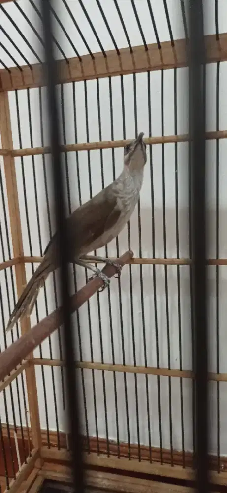 Kandang Burung Oriq Cucak Tim Non Tanduk