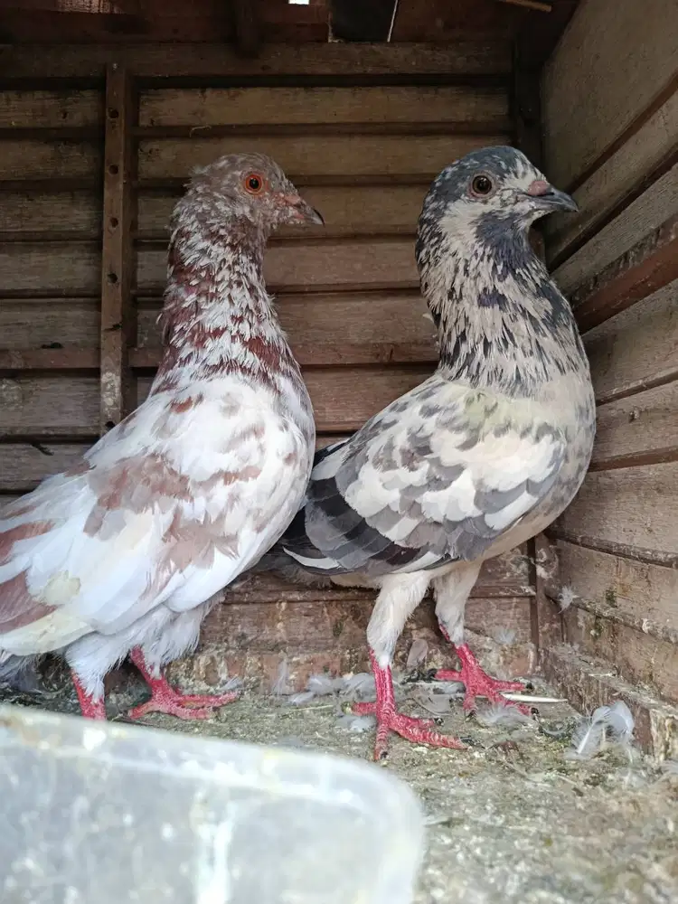 Burung dara belang-belang