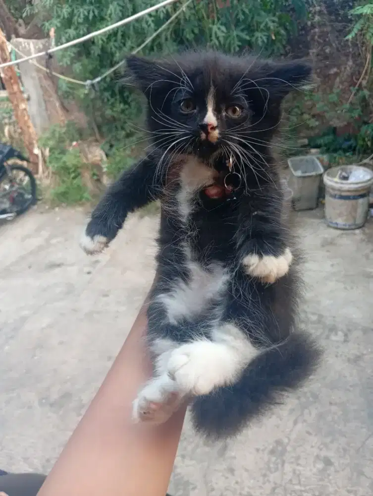 Kitten Persia Betina