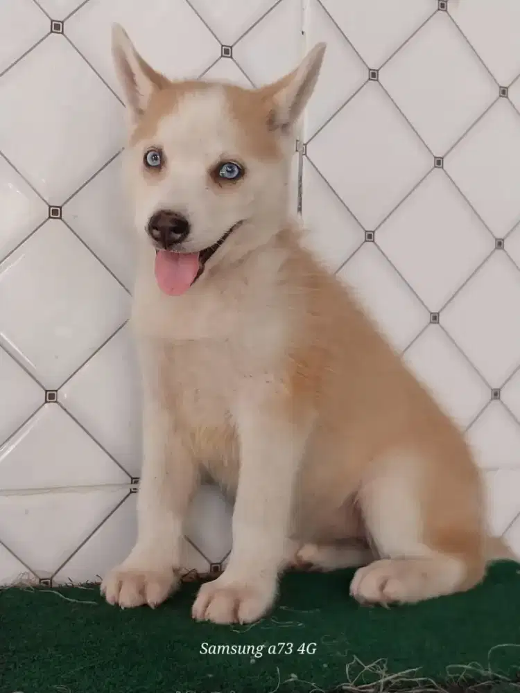 Anakan anjing ras