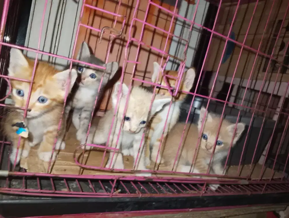 Open adopsi kucing