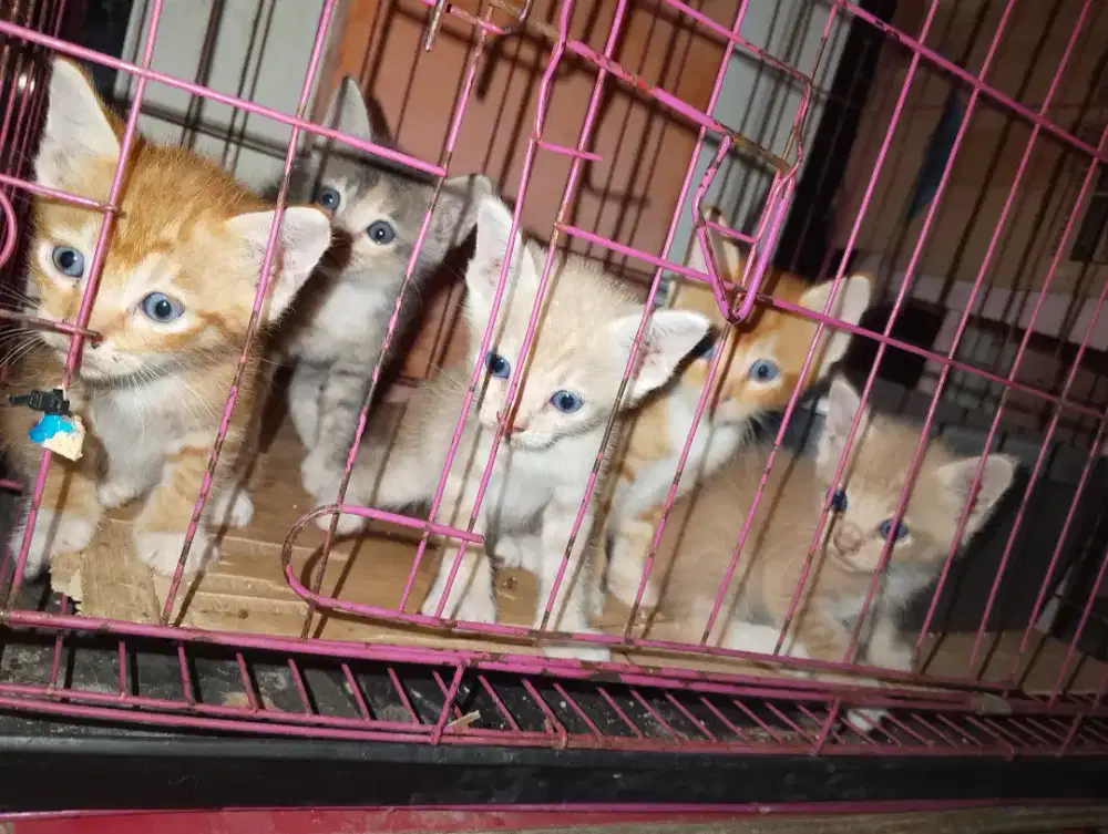 Open adopsi kucing
