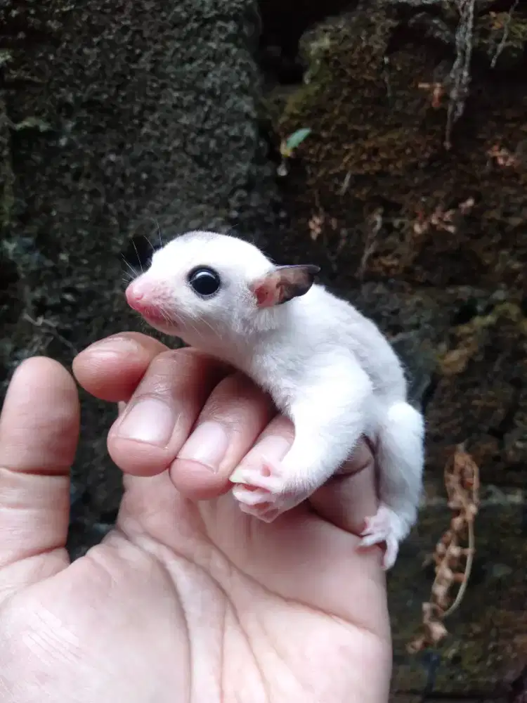Sugar glider mozaik