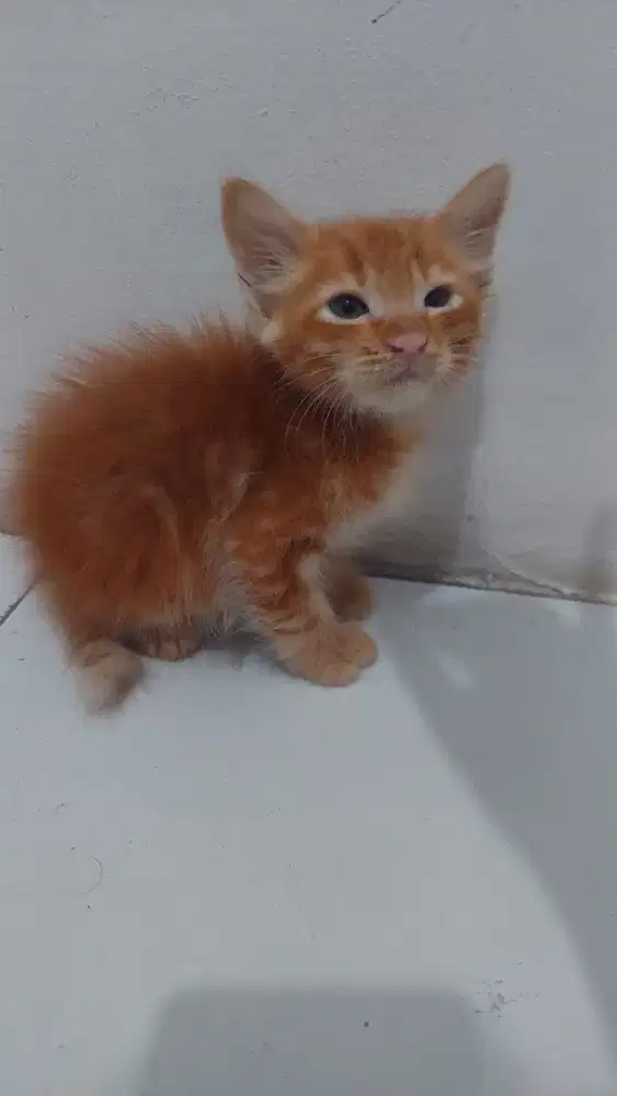 Kucing persia medium x mainecoon