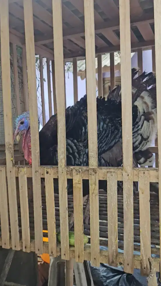 DI JUAL AYAM KALKUN JANTAN UMUR DARI 6BLN - 1,5 TAHUN