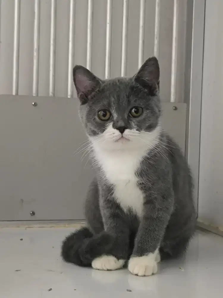 British shorthair (ped)