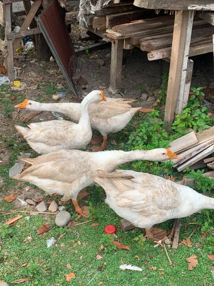 Bebek angsa/soang