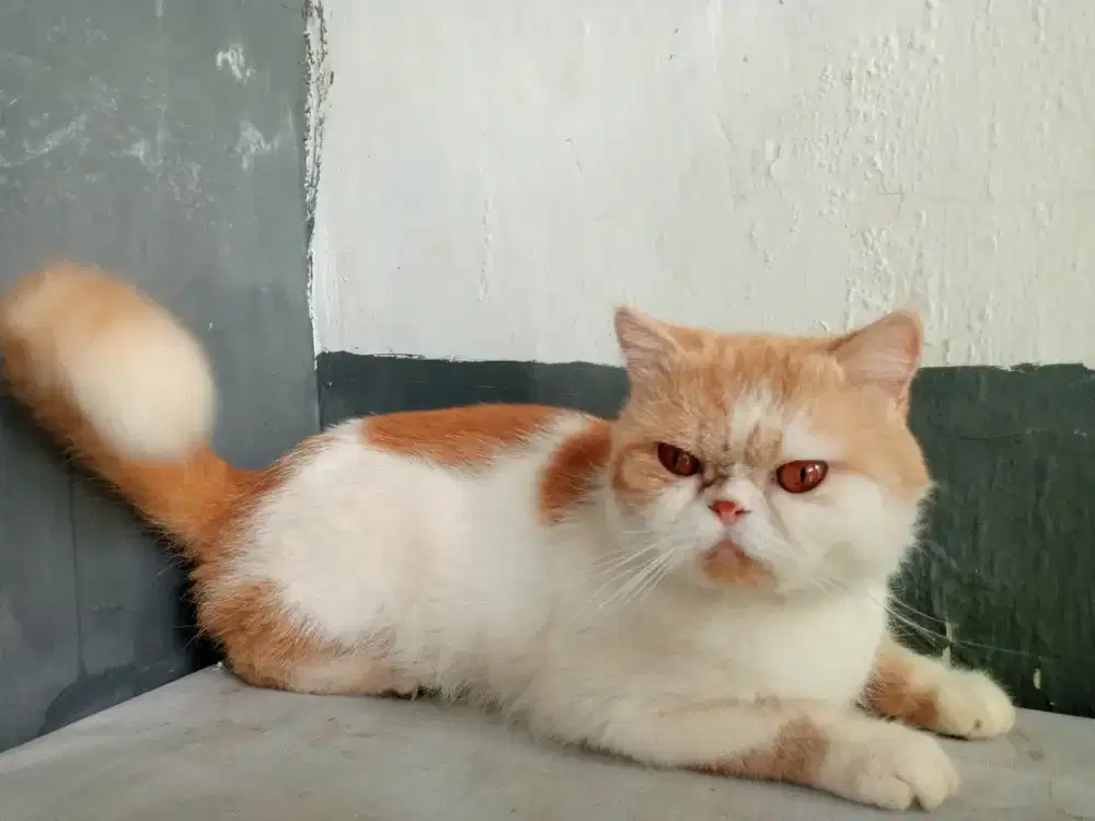 LA Kucing Exotic shorthair
