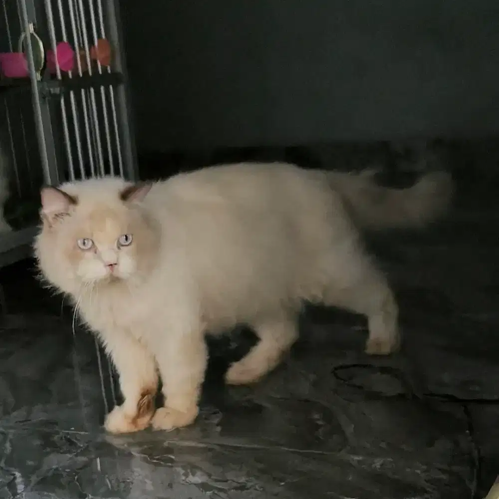 kucing ragdoll dewasa