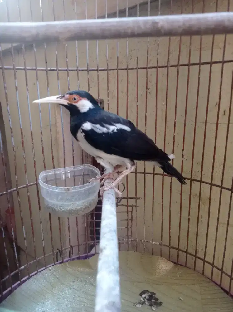 jalak suren deker