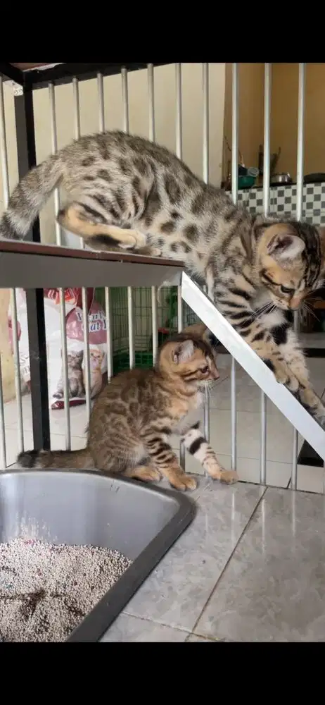 kitten 3 bulan 3 ekor