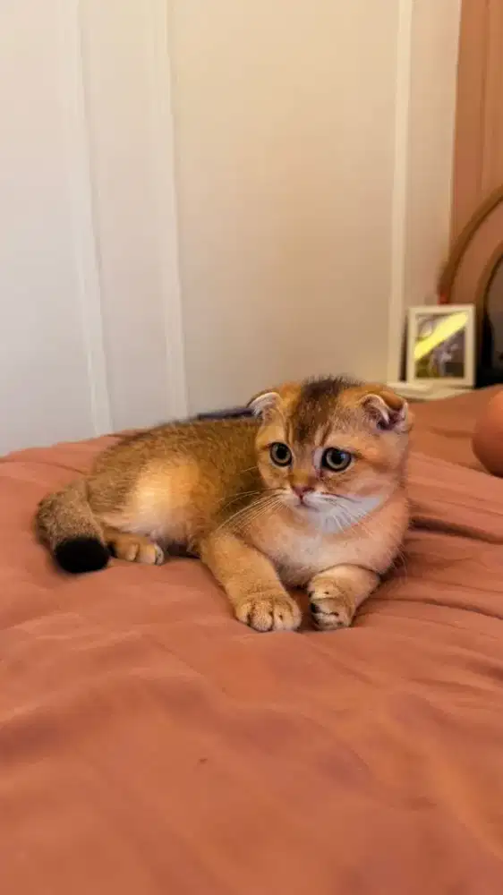 KUCING ANAK KUCING KITTEN ACOTTISH FOLD GOLDEN JANTAN 3BULAN