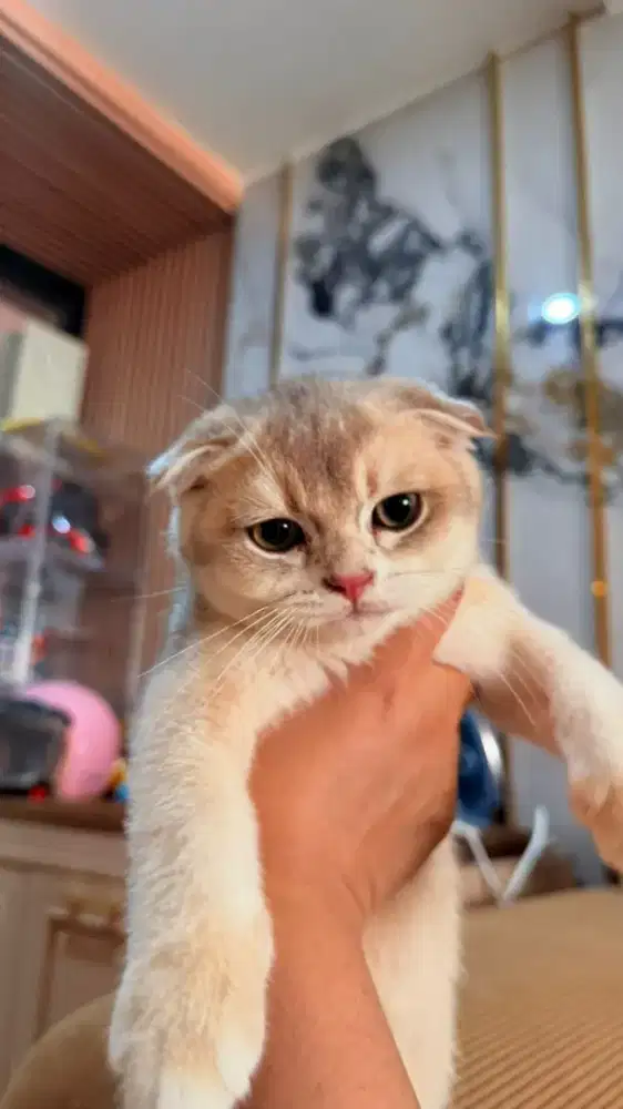 ANAK KUCING KITTEN SCOTTISH FOLD GOLDENBLUE JANTAN LANGKA
