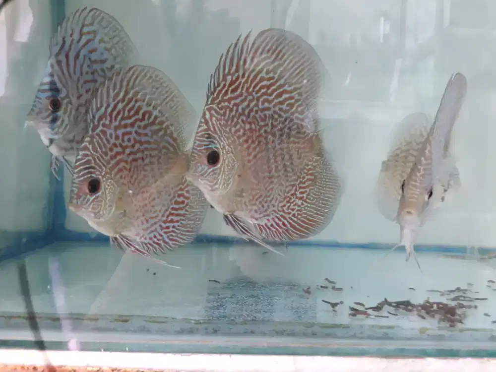 Ikan discus LLs
