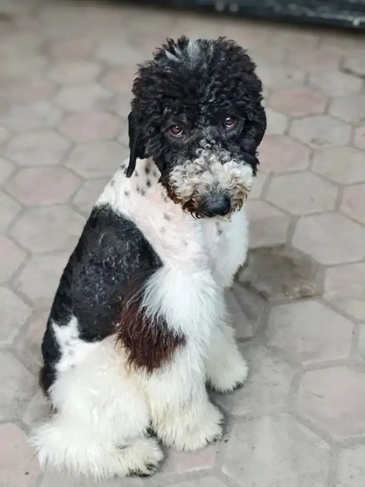 Giant poodle jantan murah