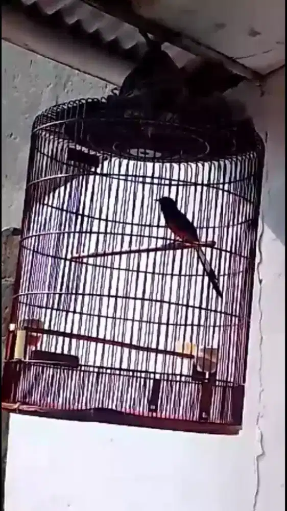 Dijual murah burung muray sumatra gacor